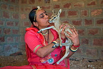 The Bishnoi woman holding and kissing Indian gazelle or Chinkara fawn (Gazella bennettii). Bishnoi are a religious community which venerates nature, based in northwestern India. Local women rear and b...