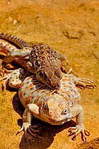 Long-nosed leopard lizard (Gambelia wislizenii) pair mating, captive.