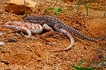 Long-nosed leopard lizard (Gambelia wislizenii) pair mating, captive.