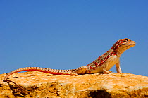 Long-nosed leopard lizard (Gambelia wislizenii wislizenii) near the Death valley, California, USA. Controlled conditions