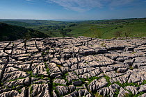 Karst landscape in Carboniferous (Dinantian) Limestone, with Clints and Grykes developed on a limestone pavement. Malham, Yorkshire, UK, May
