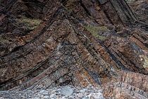 An anticline in deformed Carboniferous sandstones and shale (Culm Measures) near Bude, Cornwall, UK, March. These rocks were deformed during the Hercynian or Variscan Orogeny, a mountain building even...