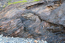 Conjugate kink bands in Carboniferous turbidite shales, Bude, Cornwall, UK, May