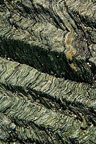 Crenulation cleavage developed in Pre-Cambrian age chlorite schist, a metamorphic rock Llyn, Wales, UK, May