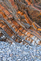 Tilted beds of Carboniferous age, Culm Measures (Bude Formation) sandstone and shale, Bude, Cornwall, UK, May.
