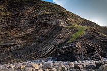 A thrust fault in Carboniferous age Sandstones and shales (Culm Measures) at Crackington Haven, near Bude, Cornwall, March. The rocks comprise the Crackington Formation of thinly bedded turbidite sand...