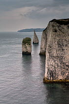 Sea Stacks of Cretaceous age Chalk near Old Harry Rocks, Studland, Dorset, March. These stacks are locally called The Pinnacles.