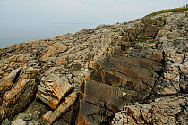 A Tertiary age dolerite dyke intruded into foliated, Pre-Cambrian age quartz mica schist near Rhosneigr, Anglesey, Wales, UK, June