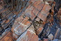 En echelon tension (or parallel) cracks in Carboniferous age turbidite sandstones, Bude, Cornwall, UK, May. The tension cracks have formed in the more competent sandstones as the rocks were folded. T...
