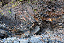 Recumbent folds in Carboniferous age sandstones and Shale (Bude Formation), Bude, Cornwall, UK, May. The rocks were deformed during the Hercynian Orogeny or mountain building event.