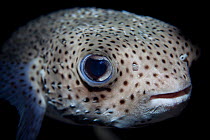 Spot-fin porcupinefish (Diodon hystrix) at North Minerva Reef / Teleki Tokelau a disputed territory in the South Pacific between Tonga and Fiji.