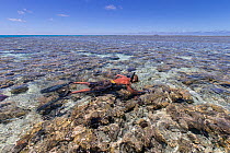 Snorkeller at North Minerva Reef / Teleki Tokelau a disputed territory in the South Pacific between Tonga and Fiji.  January 2015.