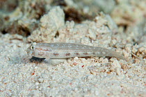 Shoulderspot goby (Gnatholepis cauerensis ) at South Minerva Reef / Teleki Tonga, a disputed territory in the South Pacific between Tonga and Fiji.