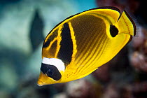Chaetodon lunula Raccoon Butterflyfish (Chaetodon lunula)  at South Minerva Reef / Teleki Tonga, a disputed territory in the South Pacific between Tonga and Fiji.