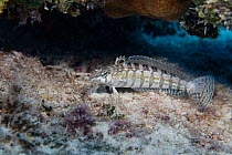 Southern Sharpnose Sandperch (Parapercis australis) at North Minerva Reef / Teleki Tokelau a disputed territory in the South Pacific between Tonga and Fiji.