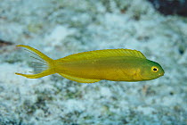 Canary fangblenny (Meiacanthus oualanensis) at North Minerva Reef / Teleki Tokelau a disputed territory in the South Pacific between Tonga and Fiji.