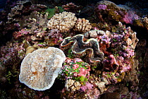 Giant Clam (Tridacna sp.) at North Minerva Reef / Teleki Tokelau a disputed territory in the South Pacific between Tonga and Fiji. January.