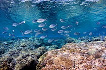 Beaked drummer fish (Kyphosus pacificus) North Minerva Reef / Teleki Tokelau a disputed territory in the South Pacific between Tonga and Fiji.