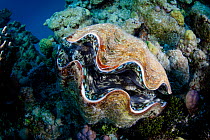 Giant Clam (Tridacna sp.) at North Minerva Reef / Teleki Tokelau a disputed territory in the South Pacific between Tonga and Fiji.