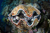 Giant Clam (Tridacna sp.) at North Minerva Reef / Teleki Tokelau a disputed territory in the South Pacific between Tonga and Fiji.