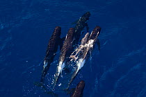 Aerial view of Long-finned pilot whale (Globicephala melas) pushing newborn calf to surface to breath, New Zealand. Editorial use only.
