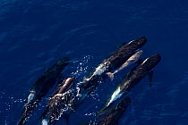 Aerial view of Long-finned pilot whale (Globicephala melas) pushing newborn calf to surface to breath, New Zealand. Editorial use only.