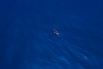 Smooth hammerhead shark (Sphyrna zygaena) cruises on the surface at the edge of New Zealand's continental shelf.