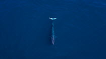 Bryde's whale (Balaenoptera edeni) on the surface at the edge of the continental shelf New Zealand. Editorial use only.