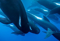 Long-finned pilot whales (Globicephala melas) offshore, Northern New Zealand. Editorial use only.