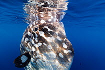Bump-head sunfish (Mola alexandrini) offshore, Northern New Zealand.