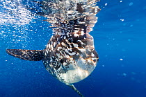 Bump-head sunfish (Mola alexandrini) offshore, Northern New Zealand.
