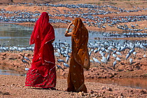 Demoiselle cranes (Grus / Anthropoides virgo) feeding at wintering site in the Thar desert, with women dressed in sarees looking at them, Rajasthan, India