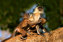 Hanuman Langur or Common Langur (Semnopithecus/ Presbytis entellus), female with young ones  in tree, Ranthambhore National Park, Rajasthan, India