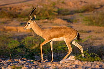 Indian gazelle or Chinkara, (Gazella bennettii), male, Thar desert, Rajasthan, India