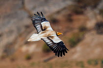 Egyptian vulture(Neophron percnopterus), in flight, Rajasthan, India