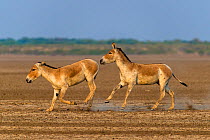 Asiatic wild ass (Equus hemionus khur), young males play-fighting and chasing each other, Little Rann of Kutch, Gujarat, India