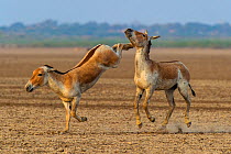 Asiatic wild ass (Equus hemionus khur), young males fighting, with one kicking opponent, Little Rann of Kutch, Gujarat, India