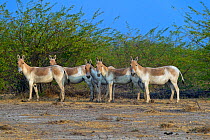 Asiatic wild ass (Equus hemionus khur), group, Little Rann of Kutch, Gujarat, India