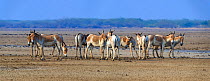 Asiatic wild ass (Equus hemionus khur), group on barren salt pan, Little Rann of Kutch, Gujarat, India. Stitched panorama.