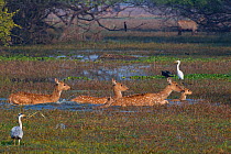 Spotted deer (Axis axis), adults and fawns, crossing swamp, surrounded by waterbirds, Keoladeo National park, Bharatpur, Rajasthan, India.