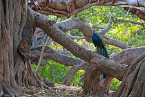 Peacock (Pavo cristatus) resting on large Banyan tree (Ficus benghalensis), Ranthambhore National Park, Rajasthan, India.