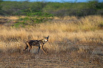 Indian wolf(Canis lupus pallipes)  in habitat, Gujarat, India