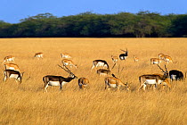 Blackbuck(Antilope cervicapra), herd with males and females, Velavadar National Park, Gujarat, India.