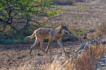 Indian wolf(Canis lupus pallipes), walking, Gujarat, India