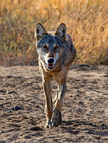Indian wolf(Canis lupus pallipes) walking, Gujarat, India