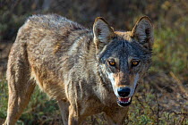 Indian wolf(Canis lupus pallipes), portrait, Gujarat, India