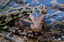 Indian python (Python molurus), flicking tongue, Rajasthan, India.