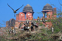 Painted Stork (Mycteria leucocephala), colony, with historic building behind, Delhi, India