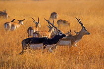 Blackbuck(Antilope cervicapra) herd with males and females, Velavadar national park, Gujarat, India