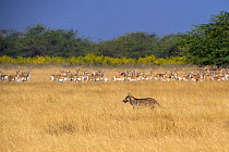 Indian wolf(Canis lupus pallipes) walking past prey, herd of Blackbuck(Antilope cervicapra), Gujarat, India